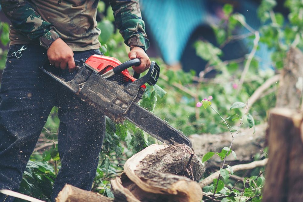 Expert Tree Service Massachusetts: Ensuring Safety and Health for Your Landscape